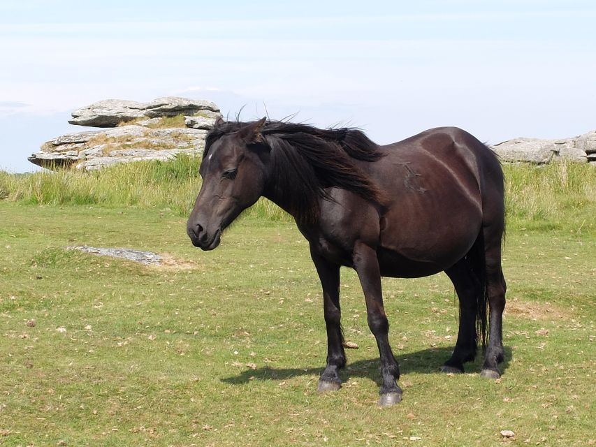 Dartmoor: Hound of the Baskervilles Experience - Get Ready for the Ultimate Thrill