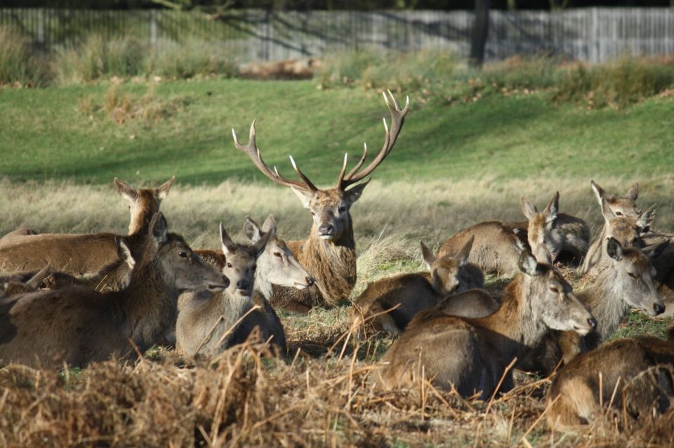 London: Royal Deer Park Bike Tour - Wrap Up