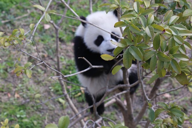 Chengdu Panda Tour Dujingyan Base Option Panda Volunteer