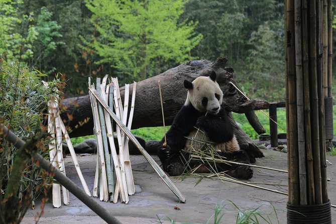 Chengdu Panda Tour Dujingyan Base Option Panda Volunteer - Tour Overview