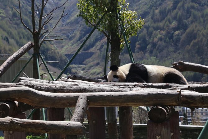 Chengdu Panda Tour Dujingyan Base Option Panda Volunteer - Booking and Logistics