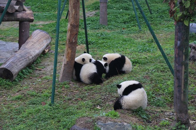 Chengdu Panda Tour Dujingyan Base Option Panda Volunteer - Facility and Panda Care