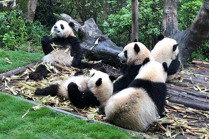 Private Half-Day Chengdu Panda Breeding Center Tour With Optional Volunteer - Cancellation Policy Details