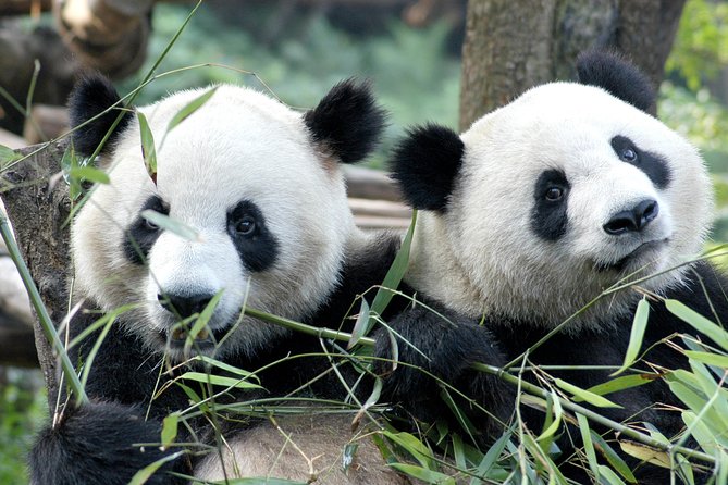 Private Half-Day Chengdu Panda Breeding Center Tour With Optional Volunteer - Key Takeaways