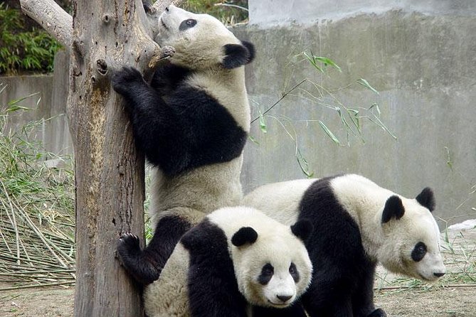 Private Chengdu Day Tour: Giant Pandas and Jinsha Site Museum - Tour Itinerary