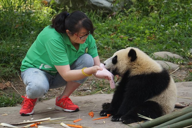 Visiting Dujiangyan Yaan Wolong Panda Base Optional Volunteering - Pricing and Booking Details