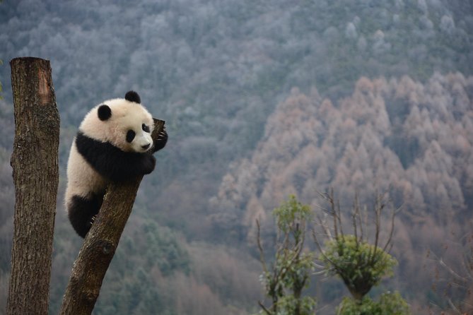 Wolong Panda Base Private Day Tour Optional Volunteering - Pricing Details