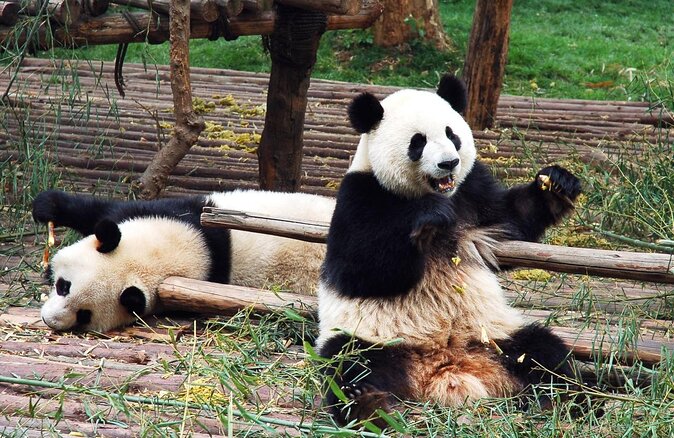 Visiting Dujiangyan Yaan Wolong Panda Base Optional Volunteering - Key Takeaways