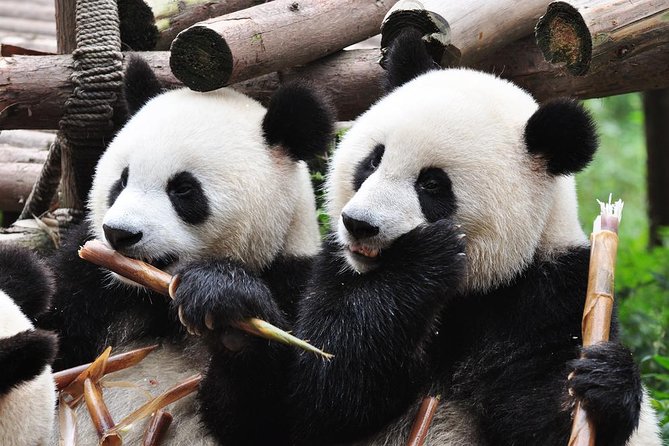 Chengdu Private Sightseeing Tour With Panda Breeding Center Visit - Traveler Reviews