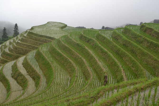 One Day Private Longshen Rice Terraces Tour Including Lunch - Tour Inclusions and Highlights