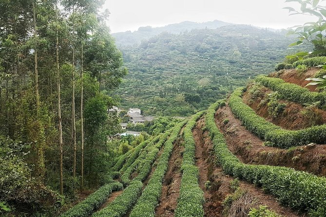 Tea Village in Lost Town and Buddha 1 Day Tour - Cancellation Policy