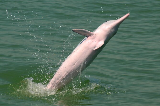 Hong Kong Dolphin Watch Tour - Reviews and Ratings