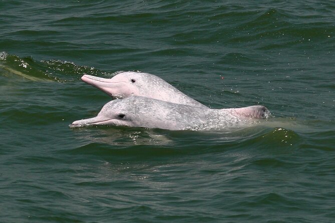 Hong Kong Dolphin Watch Tour - Customer Support Information