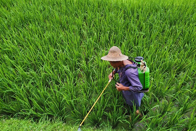 From Guilin/Yangshuo: Longji Rice Terraces and Ethnic Minority Village Day Tour - Tour Overview and Highlights