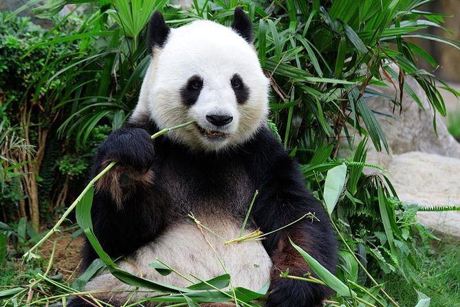 Mini Group: One-Day Panda and Chengdu Lifestyle Highlights Tour - Inclusions and Services