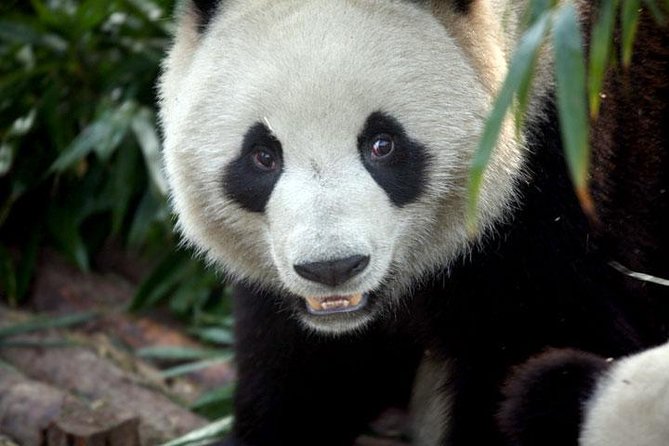 2-Day Private Chengdu Panda Tour - Itinerary Overview