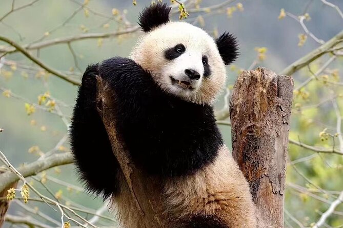 Chengdu Giant Panda Breeding Research Base Ticket - Ticket Pricing