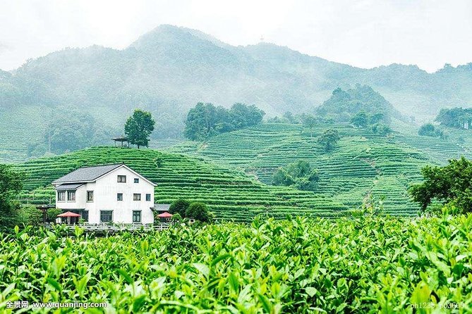 Hangzhou Longjing Tea Culture Experience Tour - Traveler Insights and Photos