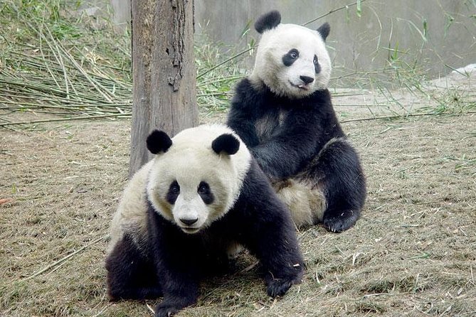 2-Day Private Chengdu Panda Tour - Cancellation Policy Details