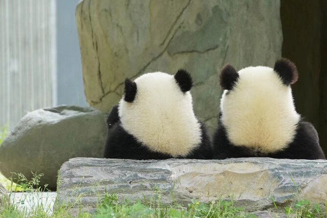 Chengdu Giant Panda Breeding Research Base Ticket - Booking Process