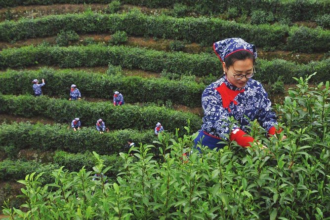 Hangzhou Longjing Tea Culture Experience Tour - Transparent Pricing Structure