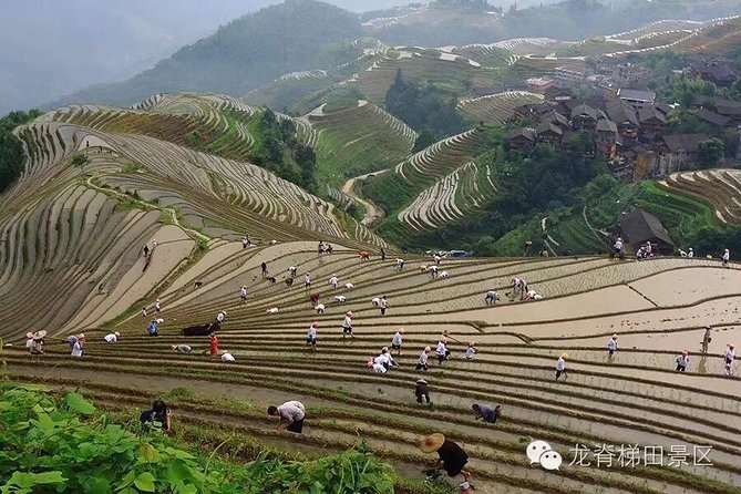 Longji Rice Terraces & Minority Villages Private Day Tour - Traveler Reviews and Ratings