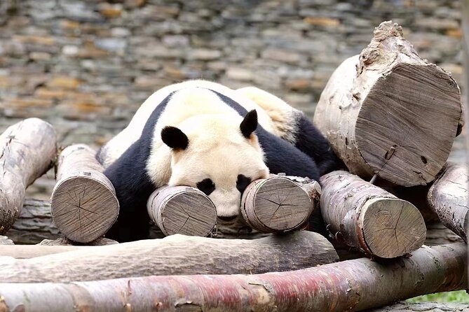 Chengdu Giant Panda Breeding Research Base Ticket - Traveler Reviews